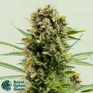 Royal Queen Seeds White Widow Automatic