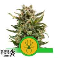 Royal Queen Seeds White Widow Automatic