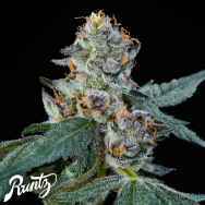 Runtz Genetics Chocolate Runtz