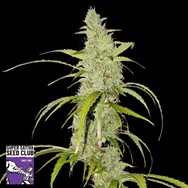 Super Sativa Seed Club AUTO Creeper