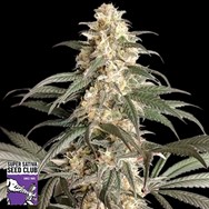 Super Sativa Seed Club Black Lebanon