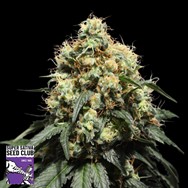 Super Sativa Seed Club Bruce Lemon Diesel