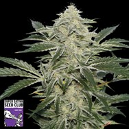 Super Sativa Seed Club Creamy Kees