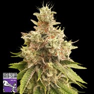 Super Sativa Seed Club Golden Apple Haze