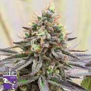 Super Sativa Seed Club Gorilla Super Glue