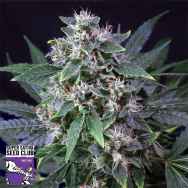 Super Sativa Seed Club Karels Haze