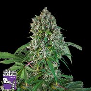 Super Sativa Seed Club Karels Herer Haze