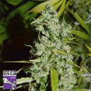 Super Sativa Seed Club Kees Old School Haze