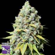 Super Sativa Seed Club Kosher Haze