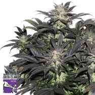 Super Sativa Seed Club Lava Freeze