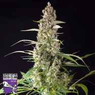 Super Sativa Seed Club Prima Holandica