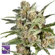 Super Sativa Seed Club Super Mad Sky Floater