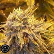 Sagarmatha Seeds Silver Shadow Haze