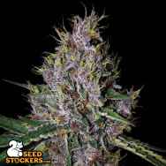 SeedStockers Seeds Amaretto Tarmac AUTO