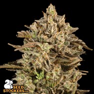 SeedStockers Seeds Apollo Black Cherry