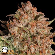 SeedStockers Seeds Apollo Black Cherry AUTO