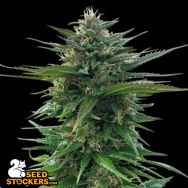 SeedStockers Seeds Big Yeti