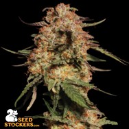 SeedStockers Seeds Blue Moby