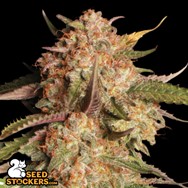 SeedStockers Seeds Blue Moby AUTO