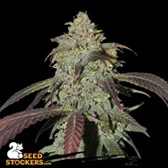 SeedStockers Seeds CBD Northern Lights