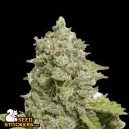 SeedStockers Seeds CBD Critical XXL AUTO