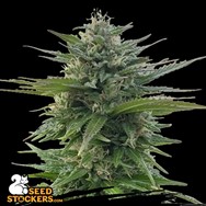 SeedStockers Seeds CBG Zerodue