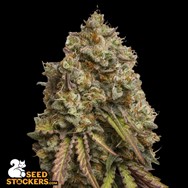 SeedStockers Seeds Gorilla Cookies