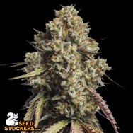 SeedStockers Seeds Gorilla Cookies Auto