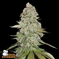 SeedStockers Seeds Gorilla Glue