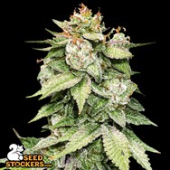 SeedStockers Seeds Gorilla Glue Auto