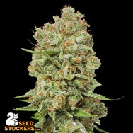 SeedStockers Seeds Green Crack