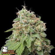 SeedStockers Seeds Green Crack Auto