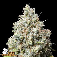 SeedStockers Seeds Jack Herer