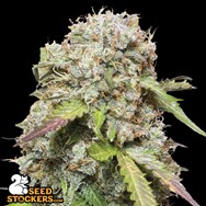 SeedStockers Seeds Jack Herer Auto