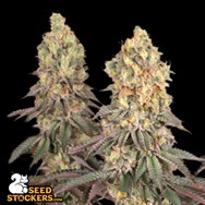 SeedStockers Seeds Mack & Crack