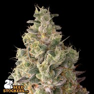 SeedStockers Seeds Mack & Crack AUTO