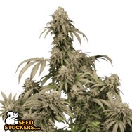 SeedStockers Seeds Mandarin Panties