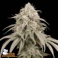 SeedStockers Seeds Mandarin Panties AUTO