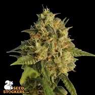 SeedStockers Seeds OG Kush