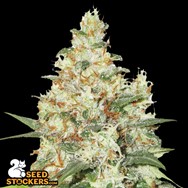 SeedStockers Seeds OG Kush Auto