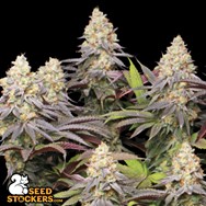 SeedStockers Seeds Panty Punch