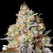 SeedStockers Seeds Panty Punch AUTO