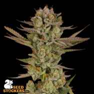 SeedStockers Seeds Super Boof