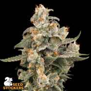 SeedStockers Seeds Super Boof AUTO