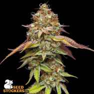 SeedStockers Seeds Terp & Tonic