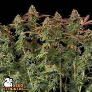 SeedStockers Seeds Terp & Tonic AUTO