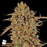 SeedStockers Seeds Thunder Banana