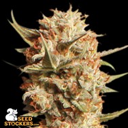 SeedStockers Seeds Thunder Banana AUTO