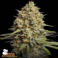 SeedStockers Seeds Triton Biscotto Lime AUTO