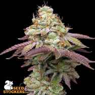 SeedStockers Seeds Tropical Zmoothie